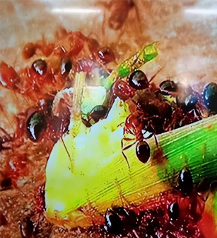 業(yè)務(wù)領(lǐng)域